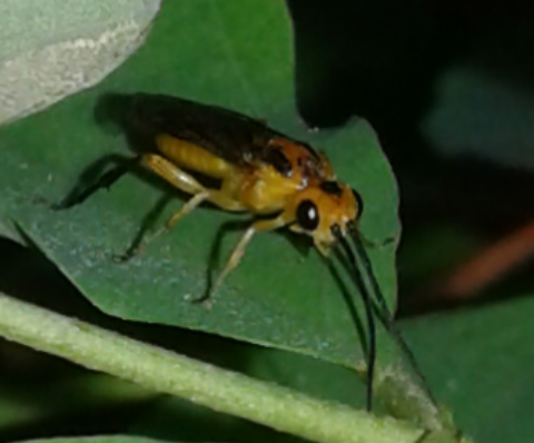 Tenthredinidae : Nematus tibialis?